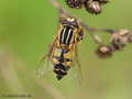 Große Sumpfschwebfliege (Helophilus trivittatus), Weibchen - DE (NI)