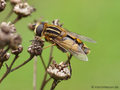 Große Sumpfschwebfliege (Helophilus trivittatus), Männchen - DE (NI)