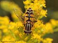 Große Sumpfschwebfliege (Helophilus trivittatus), Weibchen - DE (MV)