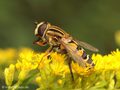 Große Sumpfschwebfliege (Helophilus trivittatus), Weibchen - DE (MV)