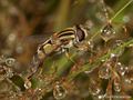 Große Sumpfschwebfliege (Helophilus trivittatus), Weibchen - DE (NI)