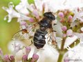 Glänzende Keilfleckschwebfliege (Eristalis rupium), Weibchen - CH (Obwalden)