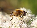 Gebirgs- Keilfleckschwebfliege (Eristalis jugorum) - CH (Obwalden)