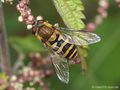 Behaarte Schwebfliege (Syrphus torvus), Weibchen - CH (Obwalden)