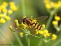 Kleine Schwebfliege (Syrphus vitripennis), Männchen - DE (HH)
