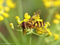 Kleine Schwebfliege (Syrphus vitripennis), Männchen - DE (HH)