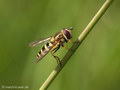 Kleine Schwebfliege (Syrphus vitripennis), Weibchen - DE (HH)