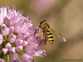 Kleine Schwebfliege (Syrphus vitripennis), Weibchen - DE (HH)