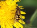 Kleine Schwebfliege (Syrphus vitripennis), Männchen - DE (SH)