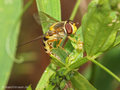 Große Schwebfliege (Syrphus ribesii), Weibchen während der Eiablage - DE (HH)