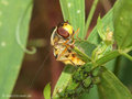 Große Schwebfliege (Syrphus ribesii), Weibchen während der Eiablage - DE (HH)