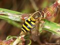 Große Schwebfliege (Syrphus ribesii), Weibchen kurz nach der Eiablage - DE (HH)
