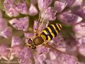 Große Schwebfliege (Syrphus ribesii), Weibchen - DE (HH)