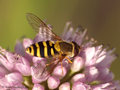 Große Schwebfliege (Syrphus ribesii), Weibchen - DE (HH)
