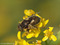 Schwarze Augenfleck-Schwebfliege, Matte Faulschlammschwebfliege (Eristalinus sepulchralis), Weibchen - DE (NI)