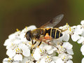 Garten-Keilfleckschwebfliege (Eristalis horticola), Weibchen - CH (Obwalden)