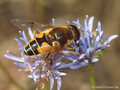 Garten-Keilfleckschwebfliege (Eristalis horticola), Männchen - DE (SH)
