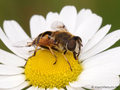 Garten-Keilfleckschwebfliege (Eristalis horticola), Weibchen - DE (SH)