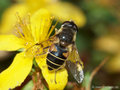 Garten-Keilfleckschwebfliege (Eristalis horticola), Weibchen - DE (SH)