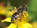 Garten-Keilfleckschwebfliege (Eristalis horticola), Weibchen - DE (SH)