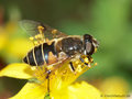 Garten-Keilfleckschwebfliege (Eristalis horticola), Weibchen - DE (SH)