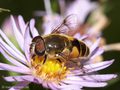 Garten-Keilfleckschwebfliege (Eristalis horticola), Männchen - DE (HH)
