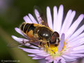 Garten-Keilfleckschwebfliege (Eristalis horticola), Männchen - DE (HH)
