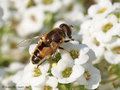 Kleine Keilfleckschwebfliege (Eristalis arbustorum), Männchen - DE (HH)