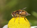 Kleine Keilfleckschwebfliege (Eristalis arbustorum), Männchen - DE (SH)