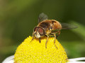 Kleine Keilfleckschwebfliege (Eristalis arbustorum), Männchen - DE (SH)