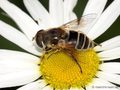 Kleine Keilfleckschwebfliege (Eristalis arbustorum), Weibchen - DE (SH)