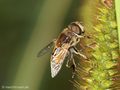 Kleine Keilfleckschwebfliege (Eristalis arbustorum), Männchen - DE (SH)
