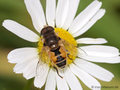 Kleine Keilfleckschwebfliege (Eristalis arbustorum), Männchen - DE (SH)