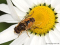 Kleine Keilfleckschwebfliege (Eristalis arbustorum), Männchen - DE (SH)