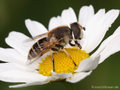 Kleine Keilfleckschwebfliege (Eristalis arbustorum), Weibchen - DE (SH)