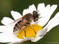 Kleine Keilfleckschwebfliege (Eristalis arbustorum), Weibchen - DE (SH)