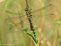 Blaugrüne Mosaikjungfer (Aeshna cyanea), Männchen - DE (SH)