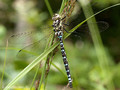 Blaugrüne Mosaikjungfer (Aeshna cyanea), junges Männchen - SE (Hallands län)