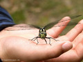 Blaugrüne Mosaikjungfer (Aeshna cyanea), junges Männchen - SE (Hallands län)