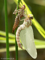 Blaugrüne Mosaikjungfer (Aeshna cyanea), Weibchen kurz nach dem Schlupf - CH (Obwalden)