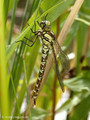 Blaugrüne Mosaikjungfer (Aeshna cyanea), junges Weibchen - CH (Obwalden)