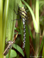 Blaugrüne Mosaikjungfer (Aeshna cyanea), junges Männchen - CH (Obwalden)