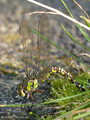 Blaugrüne Mosaikjungfer (Aeshna cyanea), Weibchen bei der Eiablage - DE (HH)