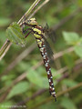 Blaugrüne Mosaikjungfer (Aeshna cyanea), junges Weibchen - DE (MV)