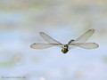 Blaugrüne Mosaikjungfer (Aeshna cyanea), Männchen - DE (SH)