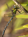 Blaugrüne Mosaikjungfer (Aeshna cyanea), Männchen - DE (HH)