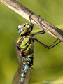 Blaugrüne Mosaikjungfer (Aeshna cyanea), Männchen - DE (HH)