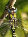 Blaugrüne Mosaikjungfer (Aeshna cyanea), Männchen - DE (HH)