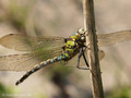 Blaugrüne Mosaikjungfer (Aeshna cyanea), Männchen - DE (HH)