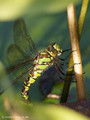 Blaugrüne Mosaikjungfer (Aeshna cyanea), Weibchen bei der Eiablage - DE (HH)